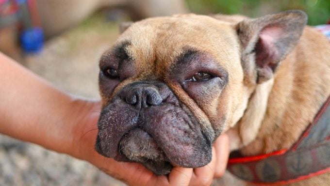Französischer Bulldogge-Hund mit geschwollenem Gesicht und roten, geschwollenen Augen, nachdem er eine allergische Reaktion erlitten hatte. Hund wurde von Bienenschwarm angegriffen