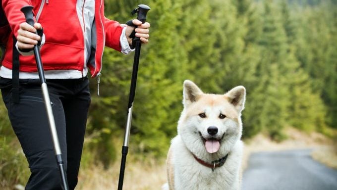 Akita wandert mit dem Hund seines Besitzers, der aus dem Berg gerettet wurde