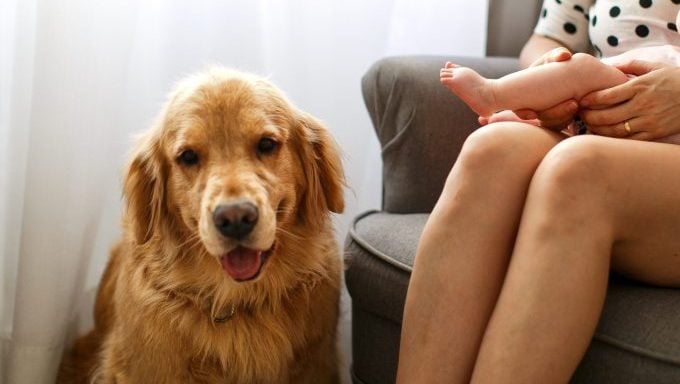 Golden Retriever Hund wählt Namen für Baby