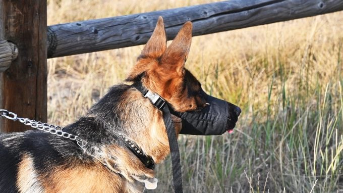 Dieser Deutsche Schäferhund zeigt, wie Hundemaulkörbe verwendet werden können.