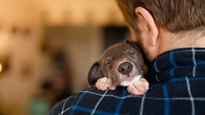 Welpe schläft auf der Schulter des Mannes Rettungshund schläft bei Nachrichten ein