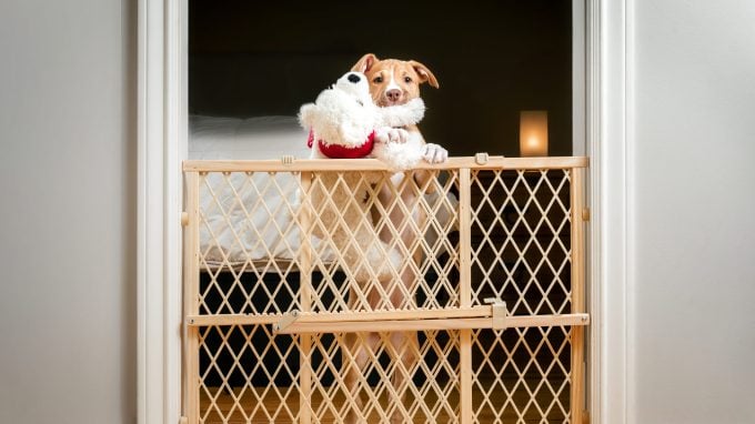 American Pitbull Terrier Welpe in einem hundesicheren Zuhause