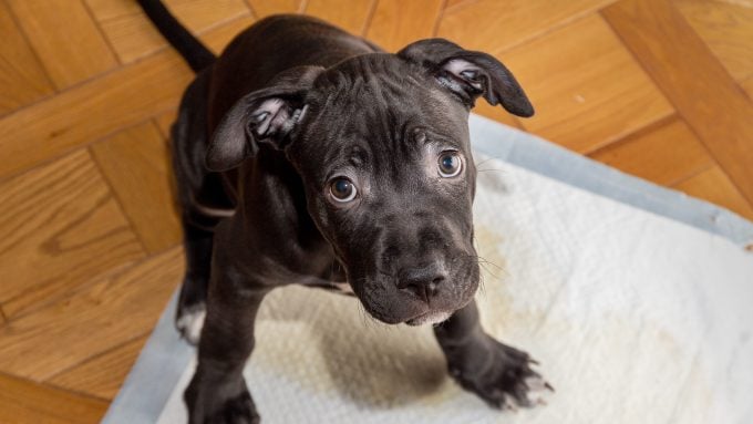 Dieser Pitbull-Terrier-Welpe lernt, wie man auf die Toilette geht