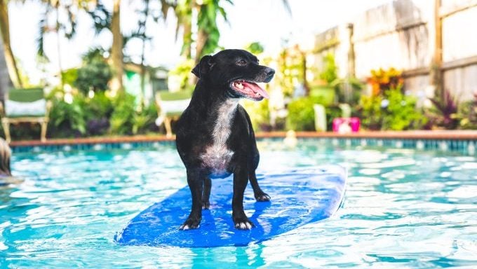 Hund auf Surfbrett im Pool bei Doggy-Poolparty