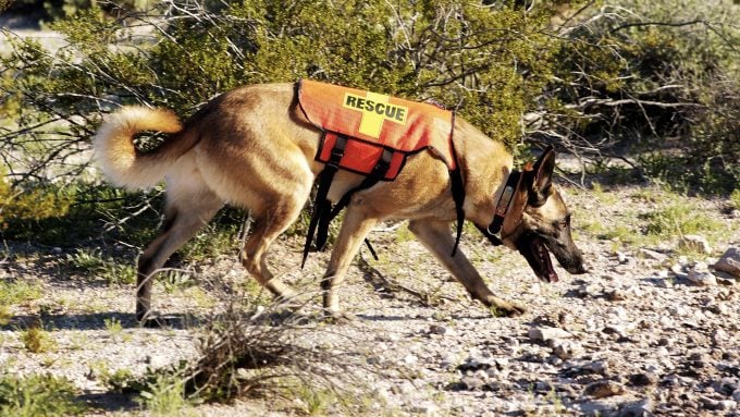 Der Belgische Malinois ist eine der besten Hunderassen für Such- und Rettungseinsätze.