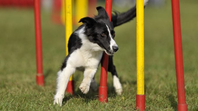 Border Collies gehören zu den besten Hunderassen für das Agility-Training