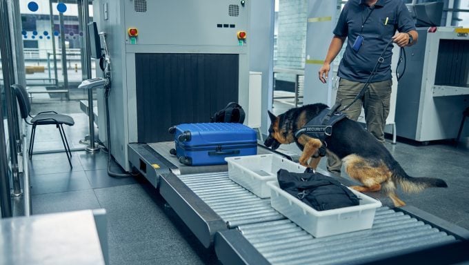 Bombenspürhund am Flughafen