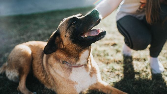Ein Schäferhund-Mischling könnte von einem Hundeverhaltensforscher profitieren
