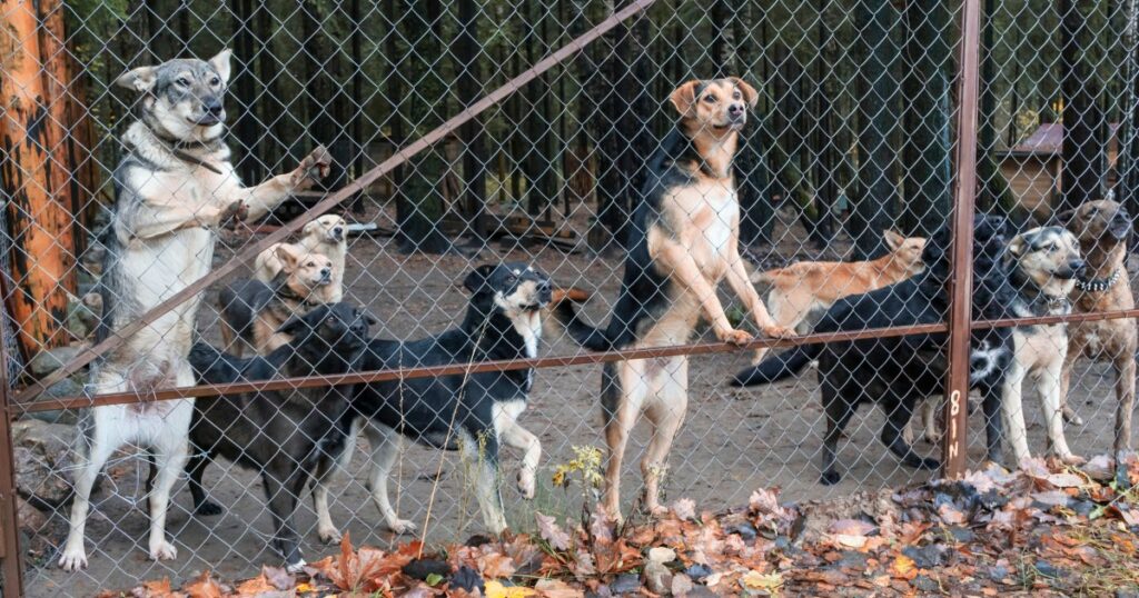 102 Hunde aus nicht lizenzierter Tierpension in Georgia gerettet