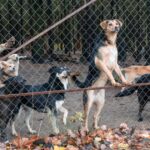 102 Hunde aus nicht lizenzierter Tierpension in Georgia gerettet