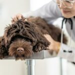Angeborene stationäre Nachtblindheit bei Hunden: Symptome, Ursachen und Behandlungen