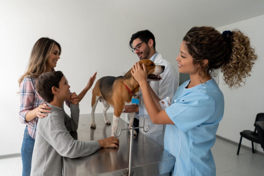 Ein Beagle, der beim Tierarzt an angeborener stationärer Nachtblindheit (CSNB) oder erblicher Netzhautdystrophie leidet.