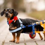 Haustierbesitzer aus Utah macht auf behinderte Hunde aufmerksam