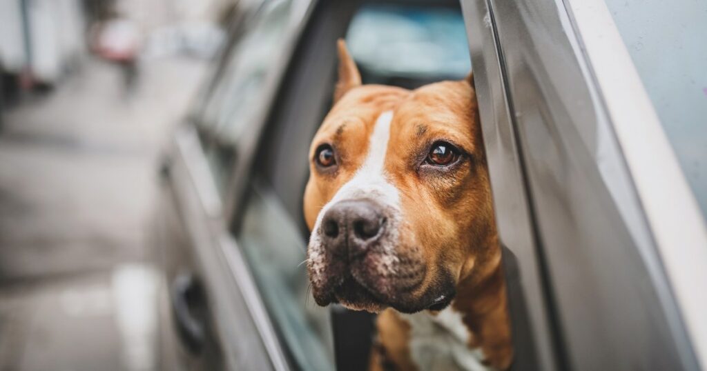 Hund zur emotionalen Unterstützung fehlt aus gestohlenem Fahrzeug gefunden