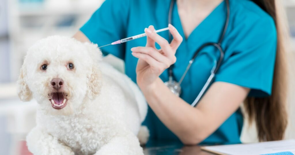 Studie zeigt, dass sich Anti-Vax-Bewegung unter Hundeeltern ausbreitet