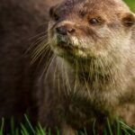 Tollwütiger Otter beißt Hund in Florida