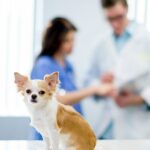 Cystinurie bei Hunden: Symptome, Ursachen und Behandlungen