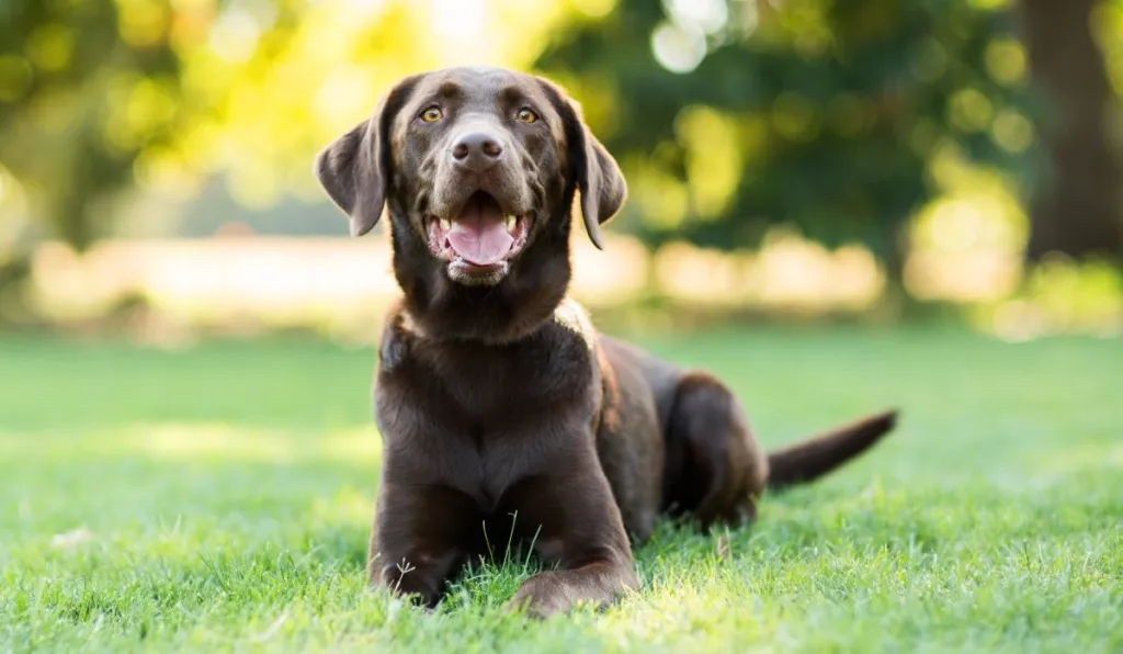 Schokoladen-Labrador-Hund, der draußen auf Gras liegt