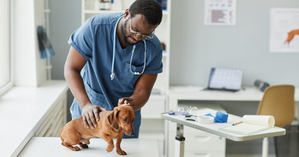 Degenerative Bandscheibenerkrankung bei Hunden: Symptome, Ursachen und Behandlungen