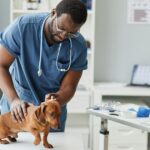 Degenerative Bandscheibenerkrankung bei Hunden: Symptome, Ursachen und Behandlungen