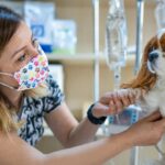 Episodisches Fallsyndrom bei Hunden: Symptome, Ursachen und Behandlungen