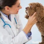 Staupe bei Hunden: Symptome, Ursachen und Behandlungen