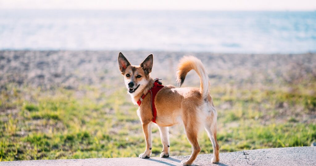 Lundehund-Syndrom bei Hunden: Symptome, Ursachen und Behandlungen