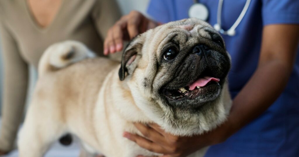 Halbwirbel bei Hunden: Symptome, Ursachen und Behandlungen