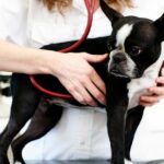 Diskospondylitis bei Hunden: Symptome, Ursachen und Behandlungen
