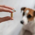 Thiaminmangel bei Hunden: Symptome, Ursachen und Behandlungen