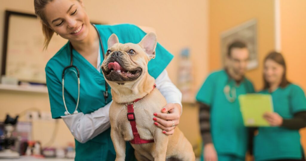 Hyperurikosurie bei Hunden: Symptome, Ursachen und Behandlungen
