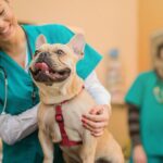 Hyperurikosurie bei Hunden: Symptome, Ursachen und Behandlungen