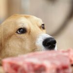 Neosporose bei Hunden: Symptome, Ursachen und Behandlungen