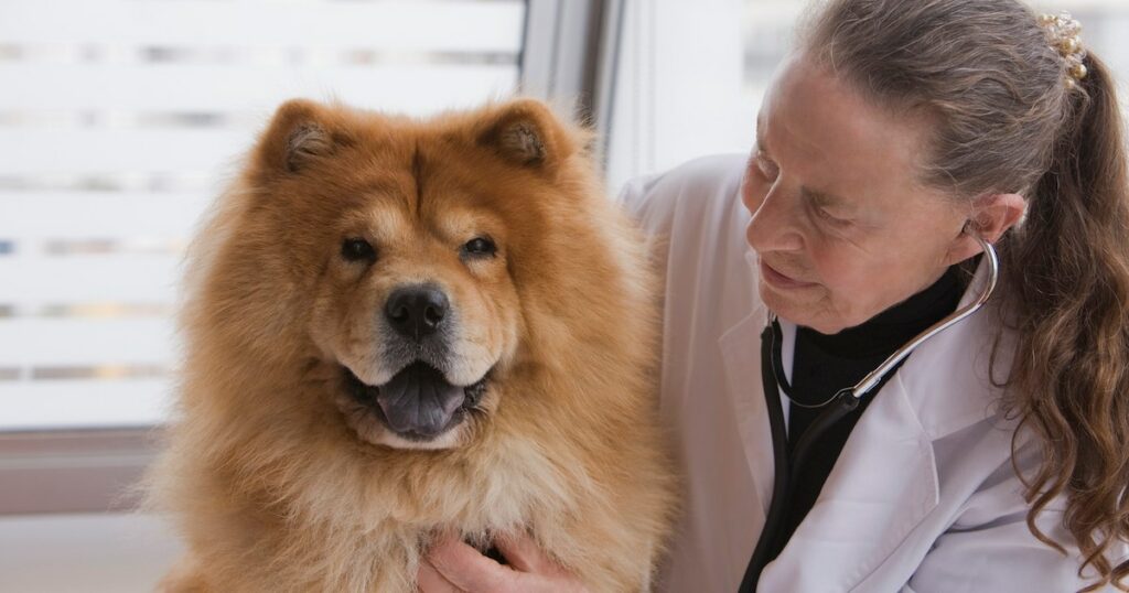 Nierendysplasie bei Hunden: Symptome, Ursachen und Behandlungen