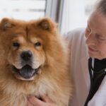 Nierendysplasie bei Hunden: Symptome, Ursachen und Behandlungen