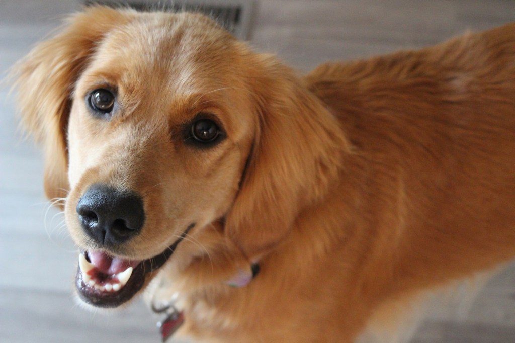 Brinkley, der Golden Retriever-Hund aus der romantischen Komödie „You've Got Mail“