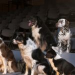 Die 12 besten Hunde in romantischen Komödien