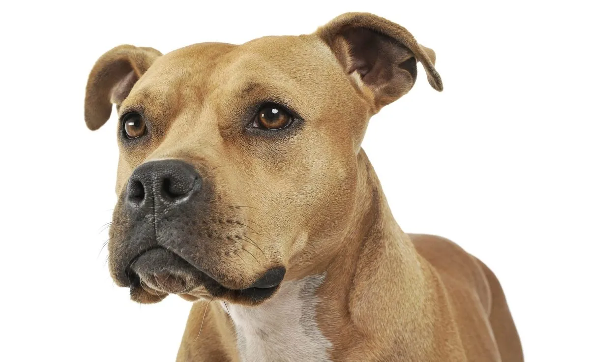 Porträt eines entzückenden amerikanischen Staffordshire-Terriers, der neugierig schaut – Studioaufnahme, isoliert auf weißem Hintergrund.