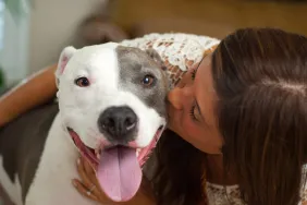 Frau küsst Pitbull-Therapiehund