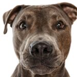 5 Arten von Pitbull-Hunderassen