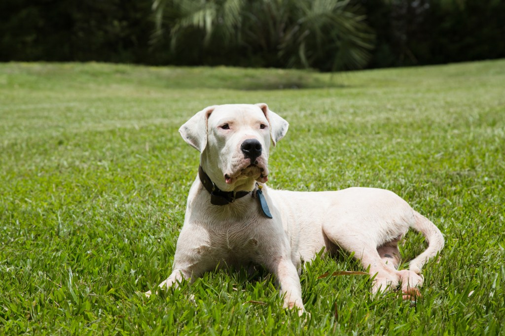 Der aus Argentinien stammende Dogo Argentino ist in Großbritannien zu einer verbotenen Hunderasse geworden
