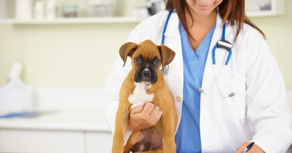 Diffuse idiopathische Skeletthyperostose bei Hunden: Symptome, Ursachen und Behandlungen