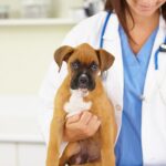 Diffuse idiopathische Skeletthyperostose bei Hunden: Symptome, Ursachen und Behandlungen