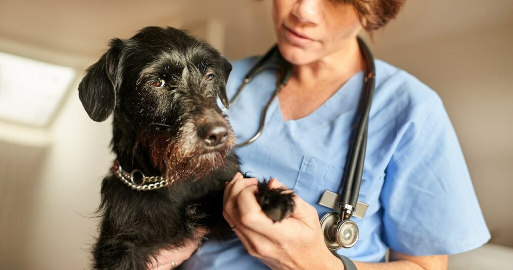 Faserknorpelige Embolie bei Hunden: Symptome, Ursachen und Behandlungen