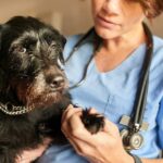Faserknorpelige Embolie bei Hunden: Symptome, Ursachen und Behandlungen