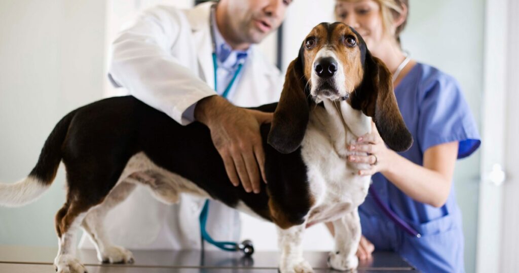 Anhaltendes Müller-Gang-Syndrom bei Hunden: Symptome, Ursachen und Behandlungen