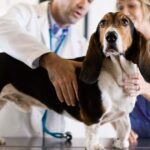 Anhaltendes Müller-Gang-Syndrom bei Hunden: Symptome, Ursachen und Behandlungen