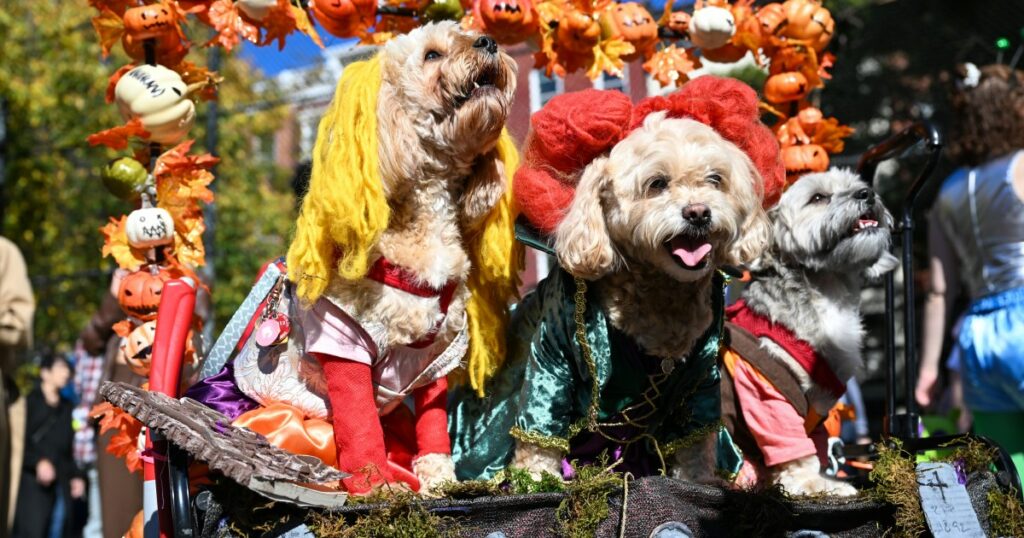Regen auf der Halloween-Hundeparade am Tompkins Square wird den Tag nicht trüben