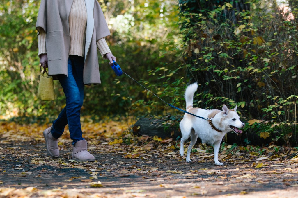 Besitzer geht mit einem dreibeinigen Hündchen oder einem dreibeinigen Hund spazieren.  Sie kümmert sich um ihren dreibeinigen Hund.