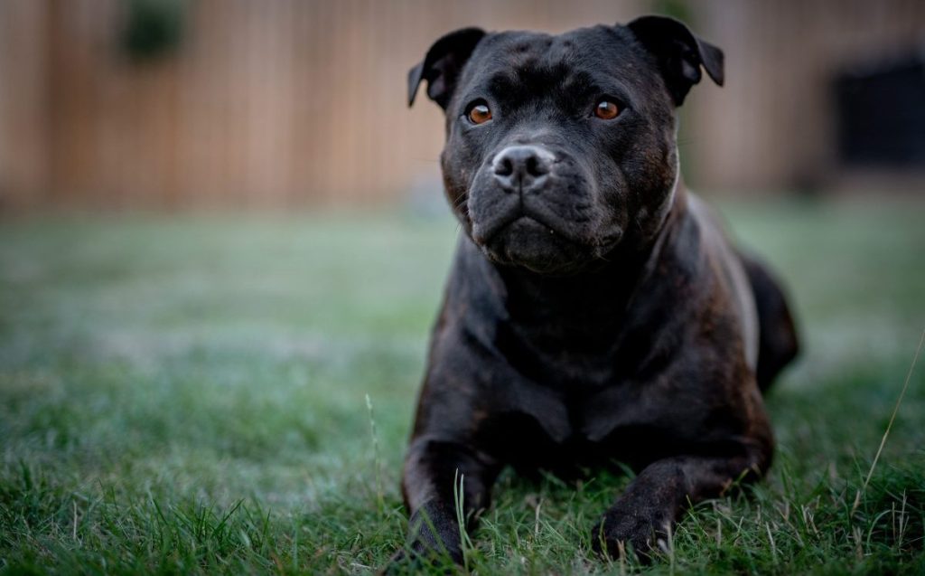 Staffordshire Bull Terrier oder Pit Bull, günstigste Hunderasse, auf Gras.
